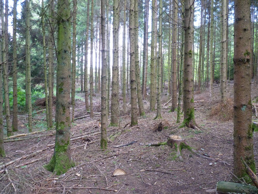 Wald in der Eifel